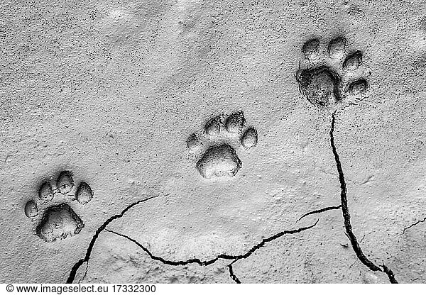 Die Spuren eines Löwen im Schlamm  Panthera leo