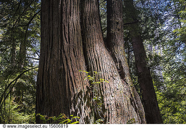 Die Stämme großer Bäume sind im Wachstum miteinander verwachsen Don Bonker Cedar Grove Trail; Naselle Long Island Washington Vereinigte Staaten von Amerika
