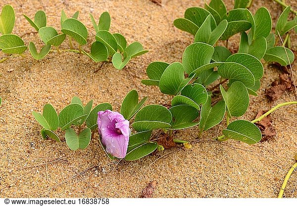Die Strandmorgenlilie (Ipomoea pes-caprae) ist eine halophile  in den Tropen beheimatete Kreuzungspflanze. Dieses Foto wurde am Strand von Phuket  Thailand  aufgenommen.