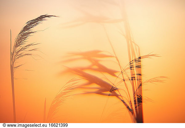 Die untergehende Sonne beleuchtet die Weizenähren