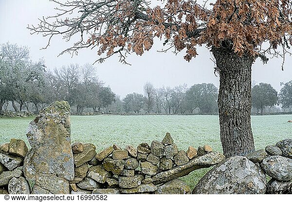 Die von Steinmauern umgebenen Weiden der Hochebene von Mirandese an einem kalten Wintermorgen.