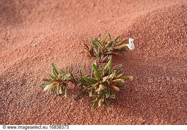 Die Wüstennelke (Silene villosa) ist eine einjährige Pflanze  die in den Wüstenregionen Afrikas und Asiens heimisch ist. Dieses Foto wurde in der Wüste Wadi Rum  Jordanien  aufgenommen.