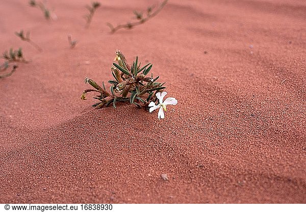 Die Wüstennelke (Silene villosa) ist eine einjährige Pflanze  die in den Wüstenregionen Afrikas und Asiens heimisch ist. Dieses Foto wurde in der Wüste Wadi Rum  Jordanien  aufgenommen.
