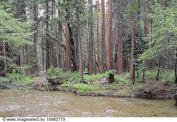Die Weihrauchzeder (Calocedrus decurrens oder Libocedrus decurrens) ist ein immergrüner Nadelbaum  der im Westen der USA und in Teilen der nördlichen Baja California (Mexiko) heimisch ist. Dieses Foto wurde im Yosemite-Nationalpark in Kalifornien  USA  aufgenommen.