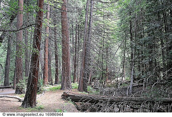 Die Weihrauchzeder (Calocedrus decurrens oder Libocedrus decurrens) ist ein immergrüner Nadelbaum  der im Westen der USA und in Teilen der nördlichen Baja California (Mexiko) heimisch ist. Dieses Foto wurde im Yosemite-Nationalpark in Kalifornien  USA  aufgenommen.