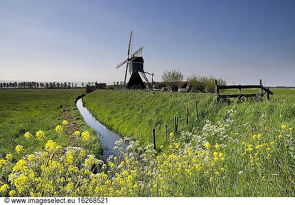 Die Windmühle Wingerdse in der Nähe des niederländischen Dorfes Bleskensgraaf im Frühling.