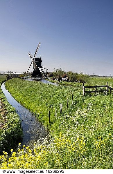Die Windmühle Wingerdse in der Nähe des niederländischen Dorfes Bleskensgraaf im Frühling.