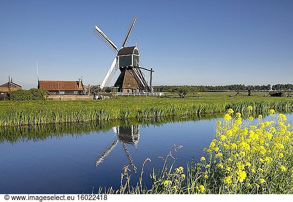 Die Windmühle Wingerdse Molen in der Nähe des niederländischen Dorfes Bleskensgraaf an einem klaren und frischen Frühlingstag.