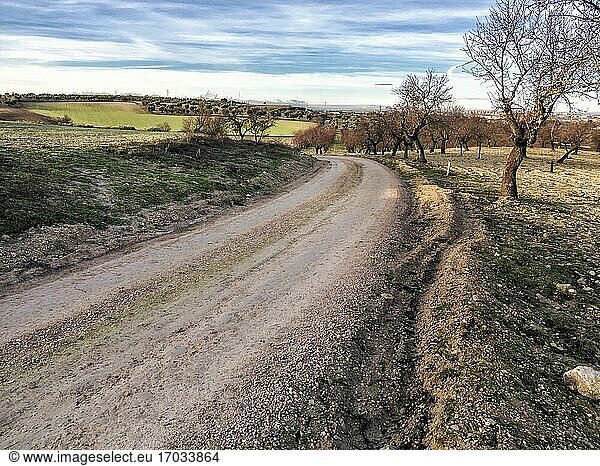 Die Wolfsstraße zwischen Feldern  Olivenbäumen und Mandelbäumen. Pinto. Madrid. Spanien. Europa.