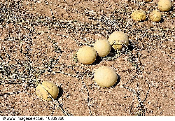 Die Zitronenmelone (Citrullus lanatus citroides) ist eine einjährige  ausladende Pflanze  die im südlichen Afrika heimisch ist. Dieses Foto wurde in der Nähe von Swakopmund  Namibia  aufgenommen.