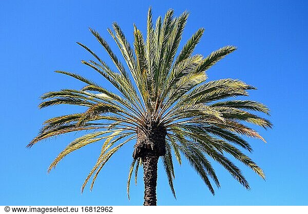Die Zweige einer Palme fächern sich in viele Richtungen auf.
