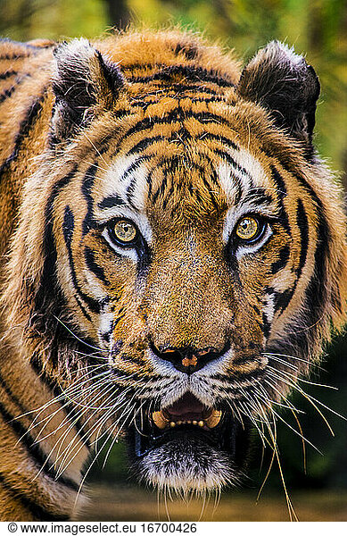 Dies ist ein Tigerporträt. Dieser bedrohliche Tiger hat große orangefarbene Augen.