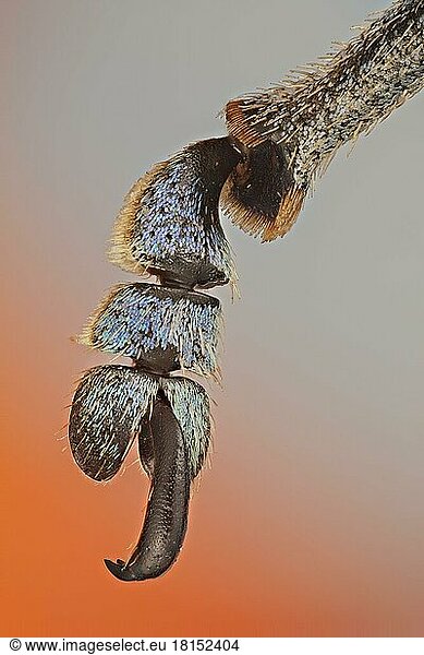 Diese Rüsselkäfer gehören zu den farbenprächtigsten der Welt  Detailaufnahme der Klaue mit den bunten Schuppen  die sie bedecken