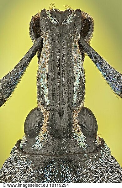 Diese Rüsselkäfer gehören zu den farbenprächtigsten der Welt. Die Farbe kann als Warnung für Raubtiere dienen  dass sie nicht besonders gut schmecken