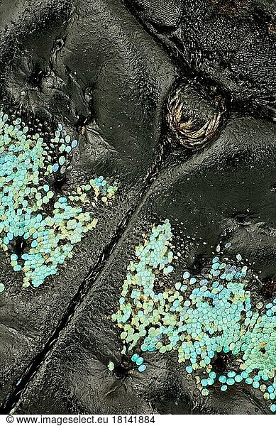 Diese Rüsselkäfer gehören zu den farbenprächtigsten der Welt  die Flügeldecken weisen quer verlaufende schwarze  blaue und grüne Bänder auf. Die blauen und grünen Farben stammen von sehr kleinen Schuppen