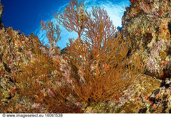 Dieser Baum aus schwarzen Korallen (Antipathes dichotoma) ist von unten abgebildet und schaut gerade die Wand hinauf  an der er wächst; Hawaii  Vereinigte Staaten von Amerika