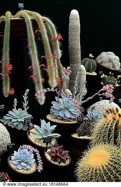 Different cacti and thick leaf plants with designation  Hampton Court Flower Show  England  Great Britain