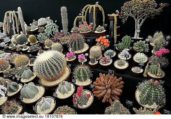 Different cacti with designation  Hampton Court Flower Show  England  Great Britain
