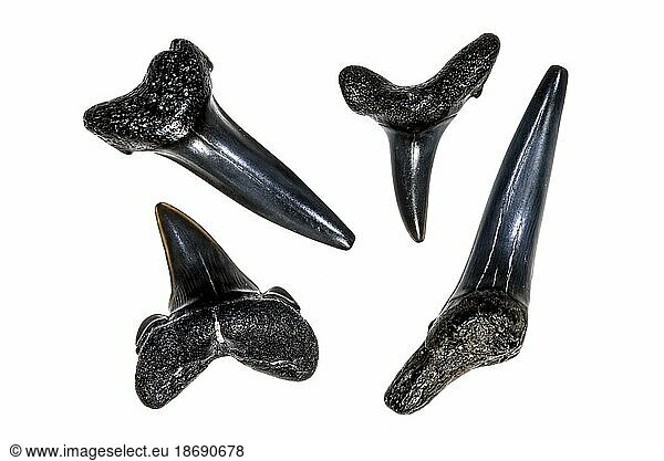 Different species of Eocene shark teeth fossils against white background