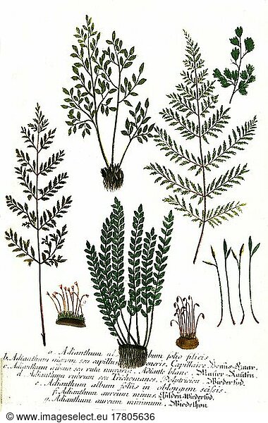 Different varieties of maidenhair fern (Adiantum)  maidenhair fern  Historical  digitally restored reproduction of a 19th century original