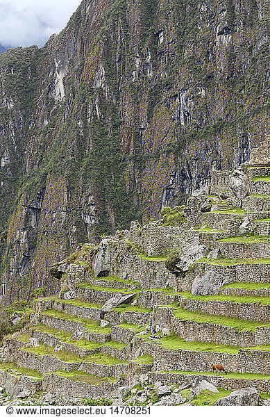 DIG  geography / travel  Peru  Urubamba  Machu Picchu   Andes  Urubamba  Urubamba Valley  Inca terraces  agricultural terraces  llama grazing  UNESCO World Heritage list  Machu Picchu  Peru