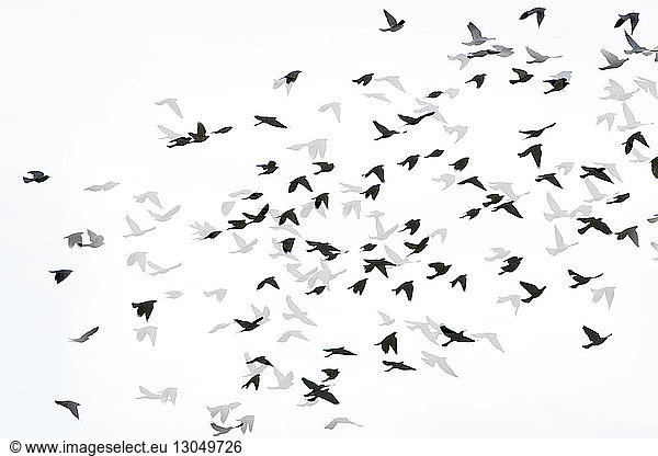 Digital composite image of silhouette birds flying with shadows on white background