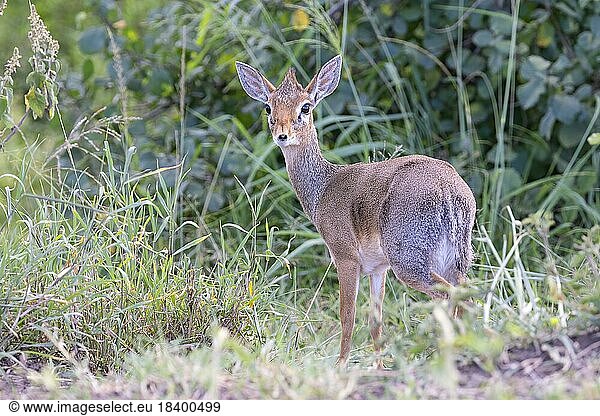 Dikdik auch Dik-Dik (Madoqua)  Blickkontakt  Serengeti Nationalpark  Tansania  Afrika
