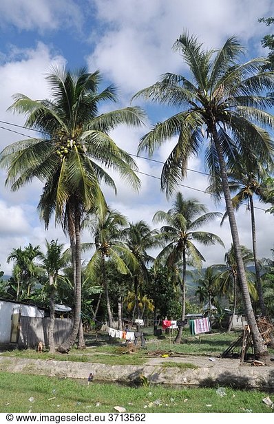 Dili (East Timor): laundry and palm trees near the city´s center