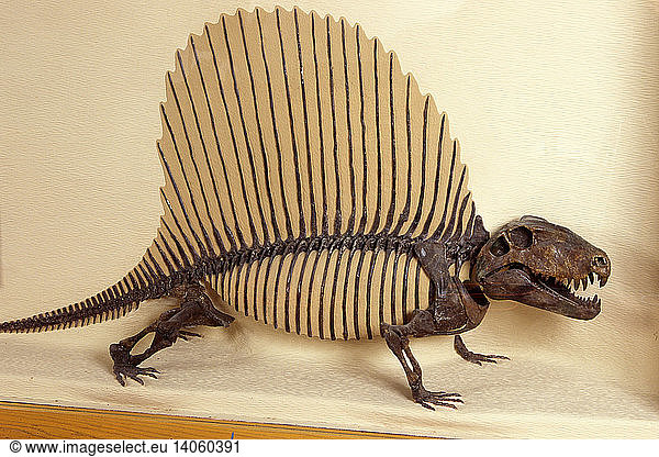 Dimetrodon Skeleton Dimetrodon Skeleton,brigham young university,byu ...