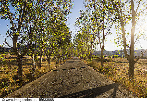 Diminishing perspective of empty road amidst trees during sunny day  Corfu  Ionian Islands  Greece