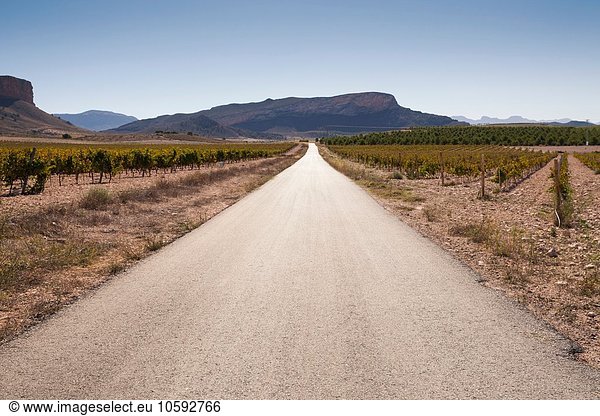 Diminishing perspective of empty road through vineyard and mountain range  Jumilla region  Spain