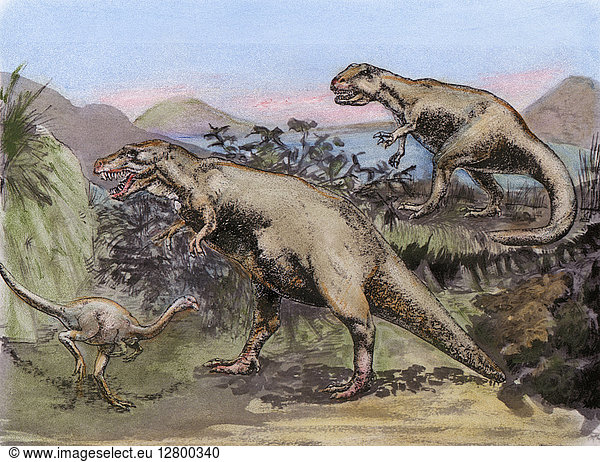 DINOSAUR: ALLOSAURUS. Reconstruction of the bipedal saurischian ...