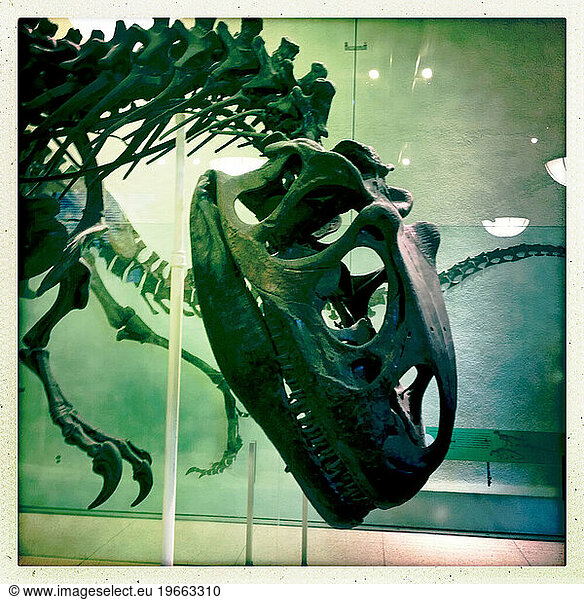 Dinosaur at Museum of Natural History NYCNY