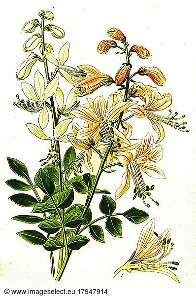 Diptam  Brennender Busch (Dictamnus albus)  digital  restaurierte Reproduktion einer Vorlage aus dem 19. Jahrhundert