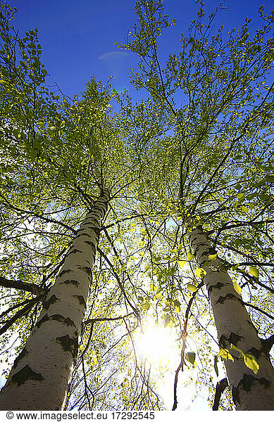 Directly below shot of birch trees by sky