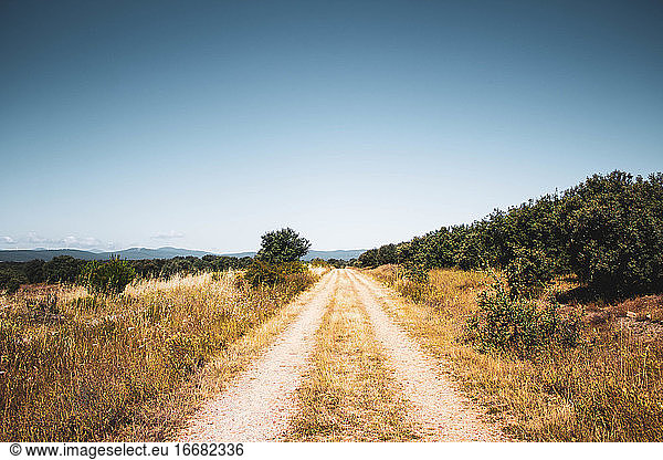 dirt road in the middle of the field with pine trees against blue sky