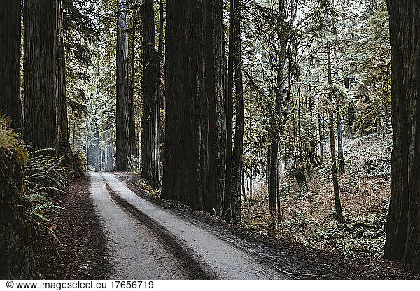 dirt road through redwood forest  Crescent City  California