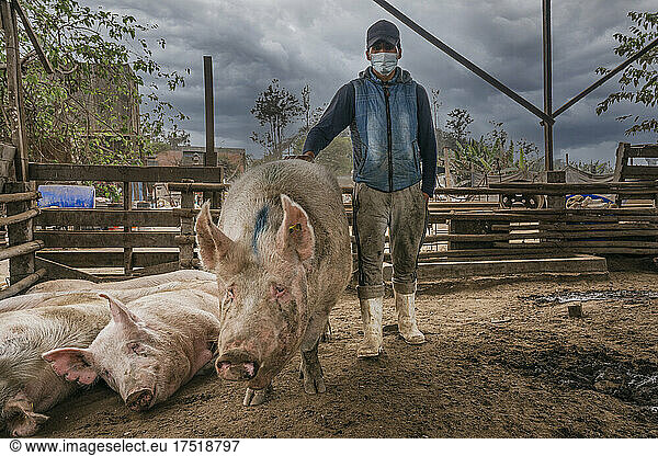 Dirty farmer with mask standing next to a group of fat porcs