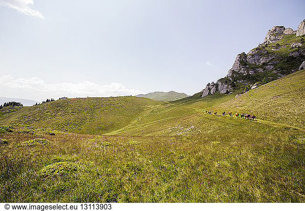 Distant view of horses walking on grassy hill against sky