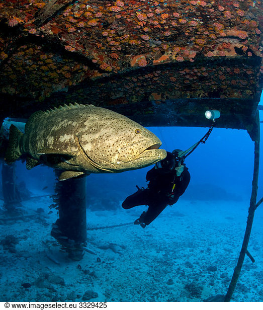 Diver and Goliath grouper.