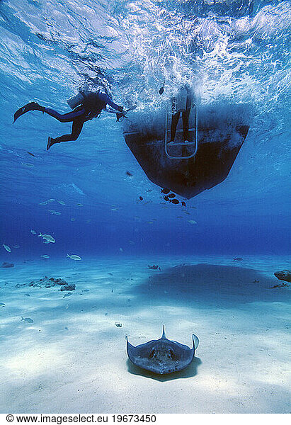 DIVER AND STINGRAY
