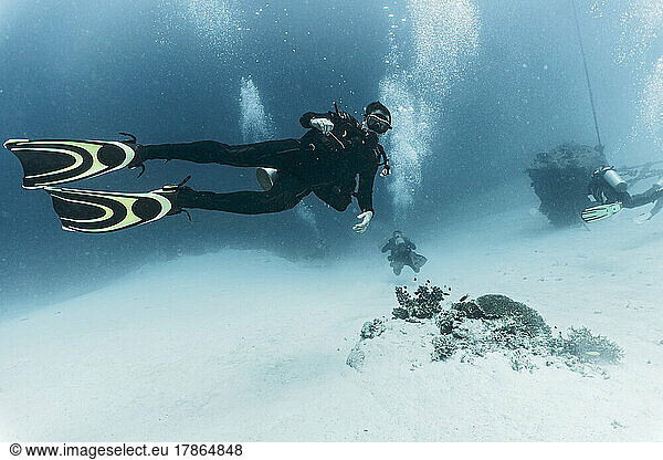 diver ascending to the ocean floor at the Tubbataha Reef