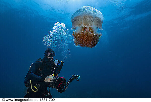 diver encounter jellyfish in the clear waters of the Gulf of Thailand