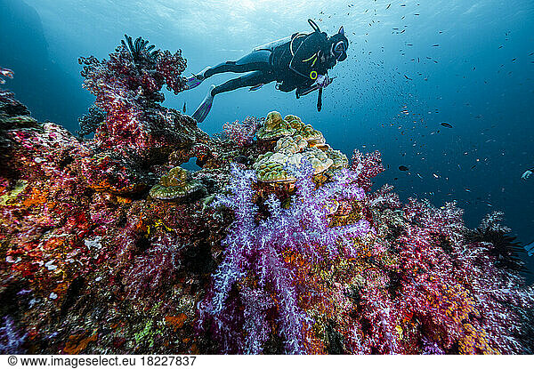 diver exploring a coral reef in the South Andaman Sea / Thailand