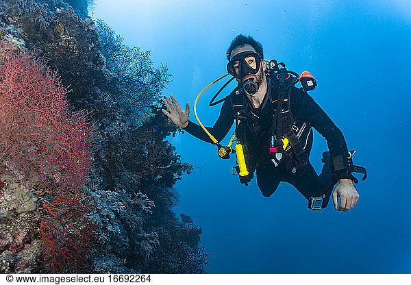 Diver exploring coral at the great Barrier Reef