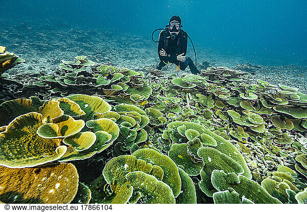 Diver exploring coral in the tropical waters of the Andaman Sea