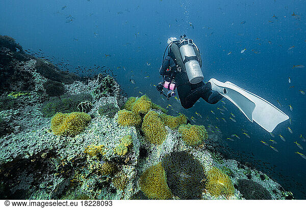 diver exploring the ocean close to Chumphon in the gulf of Thailand