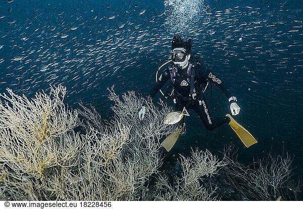 diver exploring the ocean close to Chumphon in the gulf of Thailand