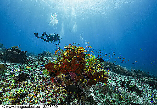 diver exploring the ocean close to Flores Island in Komodo