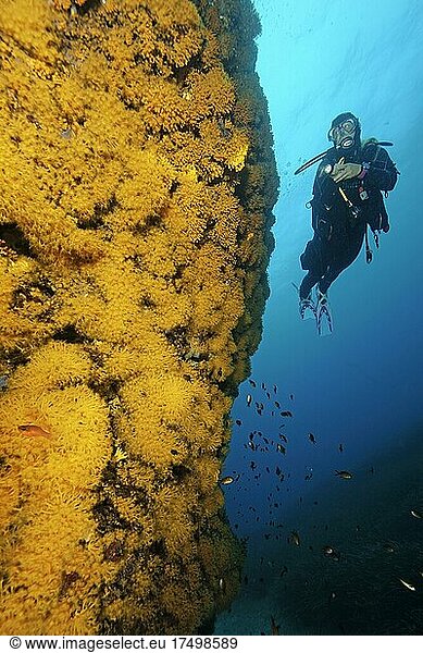Diver looking at illuminated yellow cluster anemones (Parazoanthus axinellae) on rock face  Mediterranean Sea  Elba  Tuscany  Italy  Europe
